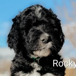 Goldendoodles from Houservillekennels