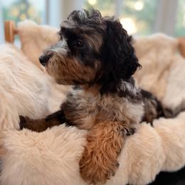 Pooh - Blue merle male Sheepadoodle puppy in North Royalton, Ohio from Johnson's Doodles