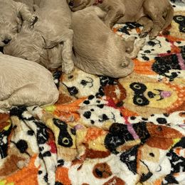Bernedoodle and Goldendoodle Puppies from Lyon and Luna Goldendoodles Bernedoodles