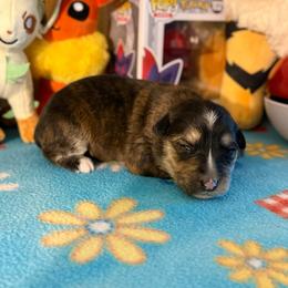 Boxie - Tri-color female Pomsky puppy in Campton Hills, Illinois from Urban Miracle’s