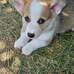 Cream boy - Red male Pembroke Welsh Corgi puppy in Corvallis, Montana from Montana Corgi Corral