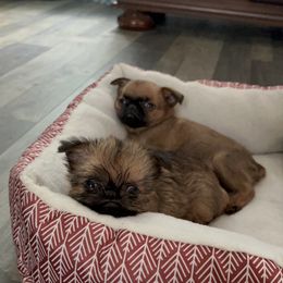 Brussels Griffon Puppies from Butler Brussels Griffon