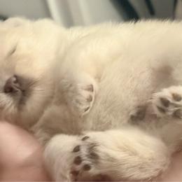 Baby Joker - Cream sable parti male Pomeranian puppy in Stockton, California from CutiePoms
