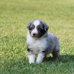 Blue Merle Male 1 - Blue merle male Australian Shepherd puppy in Northport, Alabama from Sipsey River Australian Shepherds