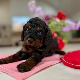 Red collar - Phantom male Goldendoodle puppy in Indiahoma, Oklahoma from Farm Fresh Doodles
