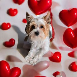 Dallas - Yorkshire Terrier