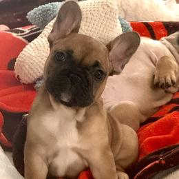 Tina Turner - Fawn female French Bulldog puppy in Litchfield, Ohio from Rock N’ Roll Frenchies