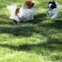 Japanese Chin All Grown Up from Marbils