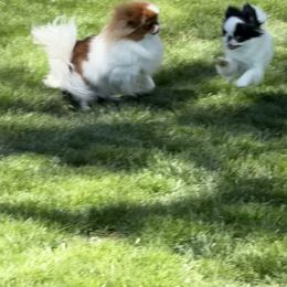 Japanese Chin All Grown Up from Marbils
