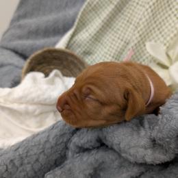 Miss Light Pink - Golden rust female Vizsla puppy in Lexington, Kentucky from Summit Vizsla (we can deliver to you)