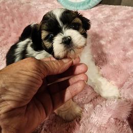Shih Tzu Puppies from Grandma Ts Precious Puppies