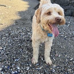 Frankie - Australian Labradoodle