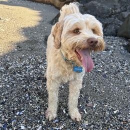 Frankie - Australian Labradoodle