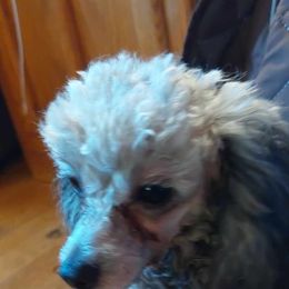 Jyma - Poodle