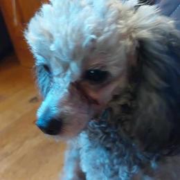 Jyma - Poodle