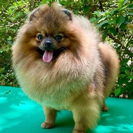 TREASURE - Pomeranian
