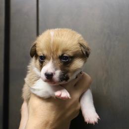 Boy 4 - Sable male Pembroke Welsh Corgi puppy in Ocala, Florida from Dolan Farms Corgis