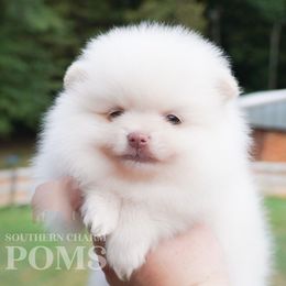 Jasper - Cream male Pomeranian puppy in Kingston, Georgia from Southern Charm Poms