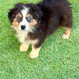 Tri male - Black tri-color male Australian Shepherd puppy in Lemon Cove, California from Magic Ranch Mini Aussies