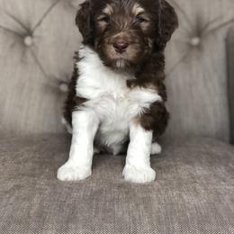 Bernedoodle Puppies from Sweet Pea Bernedoodles