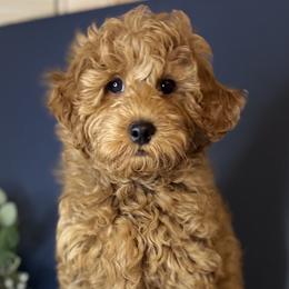 Mr Blue - Red  male Goldendoodle puppy in Norton Shores, Michigan from Dune Pack Doodles and Poodles