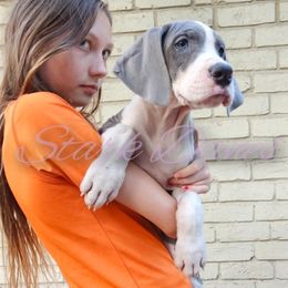 Ciri - Mantle Great Dane puppy in Spring, Texas from Stark Danes