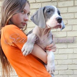 Ciri - Mantle Great Dane puppy in Spring, Texas from Stark Danes