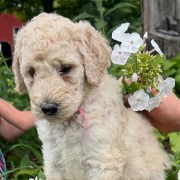 Halo - Cream female Poodle puppy in St. Johnsbury, Vermont from Poodles of the Northern Woods
