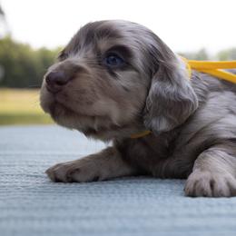 Kona - Dapple female Dachshund puppy in Excel, Alabama from CJ’s Little Palace
