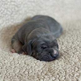 Blue Tan Point - Blue male Great Dane puppy in Kimball, Michigan from Starlight Danes