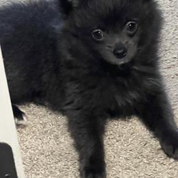 Misty - Blue female Pomeranian puppy in Brentwood, California from Royalpawpoms