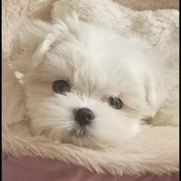 French Bulldog, Maltese, Poodle, and Yorkshire Terrier Puppies from Silver Lining