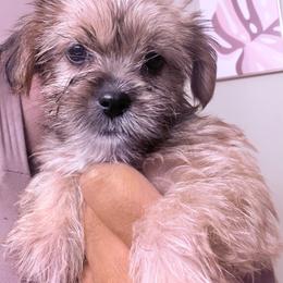Girl 2 - Black gold and white female Shorkie puppy in Florida from Shih tzus and Shorkies Galore