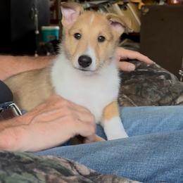 Sylvie - Sable and white female Collie puppy in Malvern, Arkansas from Lost Acres Collies