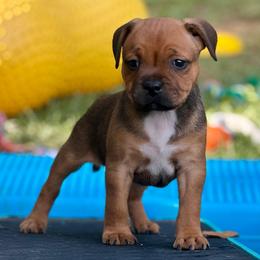 Doriane - Red and white female Staffordshire Bull Terrier puppy in Monroe, Georgia from Irresistibull Staffords