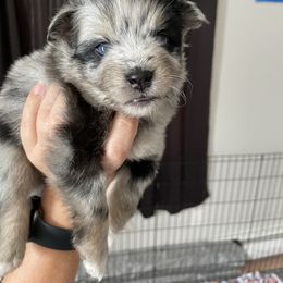 Pomsky Puppies from Michelle's Pomskies