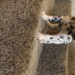 Dalmatian Puppies from Revere Dalmatians