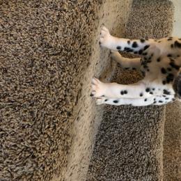 Dalmatian Puppies from Revere Dalmatians