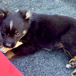 Tiny tri female - Black tri female Miniature Australian Shepherd puppy in Lemon Cove, California from Magic Ranch Mini Aussies