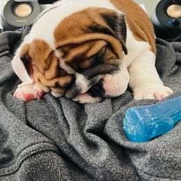 Bulldog Puppies from Kandyland Bulldogs