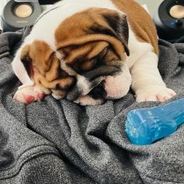 Bulldog Puppies from Kandyland Bulldogs