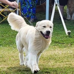 Golden Retrievers from Southwind Kennel
