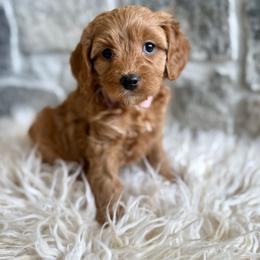 Annie - Red female Cavapoo puppy in Natural Bridge, Virginia from Padgetts Hill Puppies