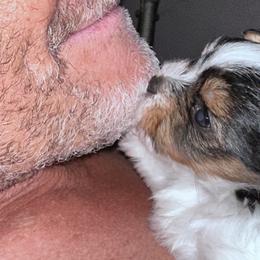 Biewer Terrier Puppies from Rebecca Urban