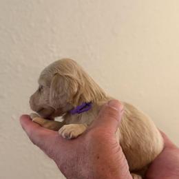 Gabby - Cream female Dachshund puppy in Florida from Best Shepherds