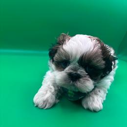 Kai - Tricolor male Shih Tzu puppy in Avondale, Arizona from Riley Family Shih Tzus