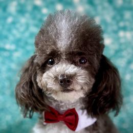 Poodles from Sheri’s Lil Angel’s