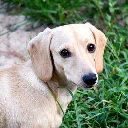 Flynn - Dachshund