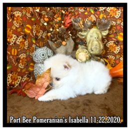 Pomeranian Puppies from Port Bee Pomeranian’s