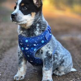 Boy 1 - Blue mottled male Australian Cattle Dog puppy in Monroe, North Carolina from Creek View Cattle Dogs